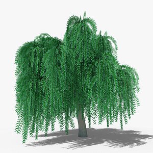 Weeping Willow v4 3D model