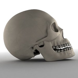 female skull