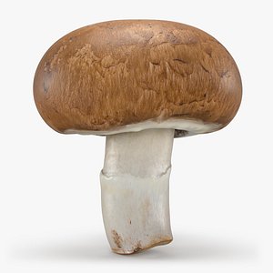 Mushroom Swiss Brown 3D model