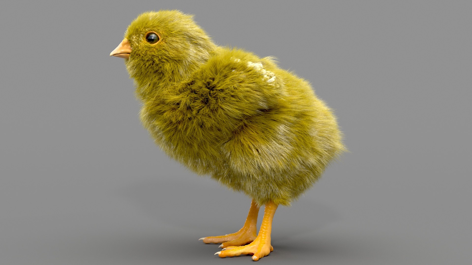 3D chicken realistic hair model https://p.turbosquid.com/ts-thumb/eX/4soXZI/Fh0L8CuX/02/jpg/1585492360/1920x1080/fit_q87/a400e4ee04b478dff1e06e66b1f9b0c2d78ddb47/02.jpg