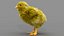 Poulet