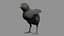 Poulet