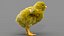 Poulet