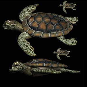 3D fully rigged low poly turtle