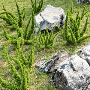 3D Foxtail fern
