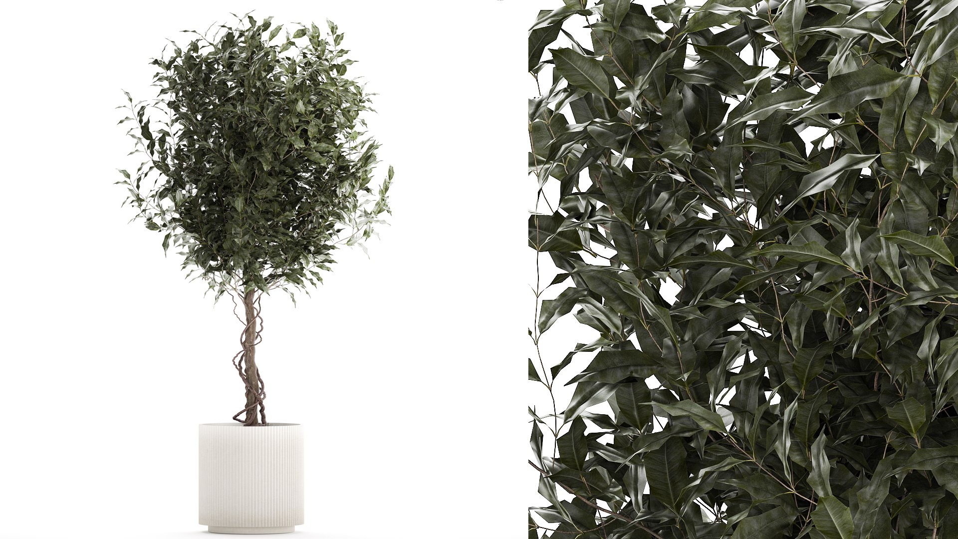 3D Beautiful Interior Tree Ficus Benjamina In A Flower Pot 1232 ...