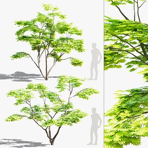 Acer Shirasawanum Aureum trees