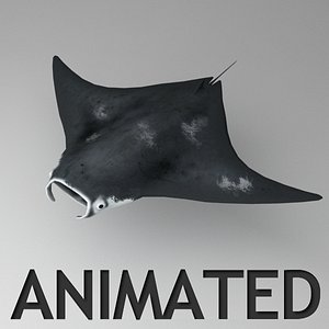 Manta ray animated