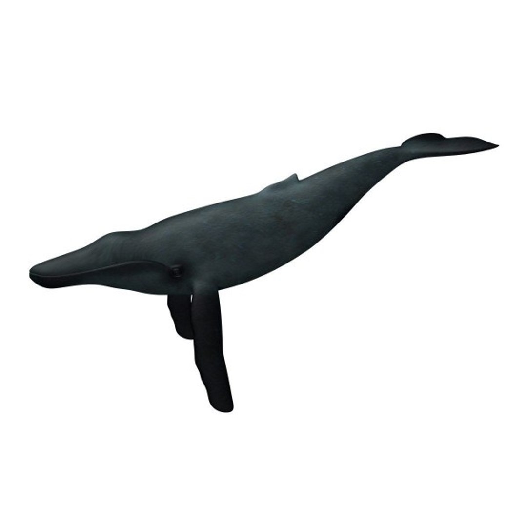 3d humpback whale