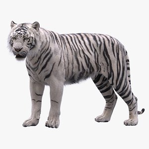 White Tiger RIGGED 3D model