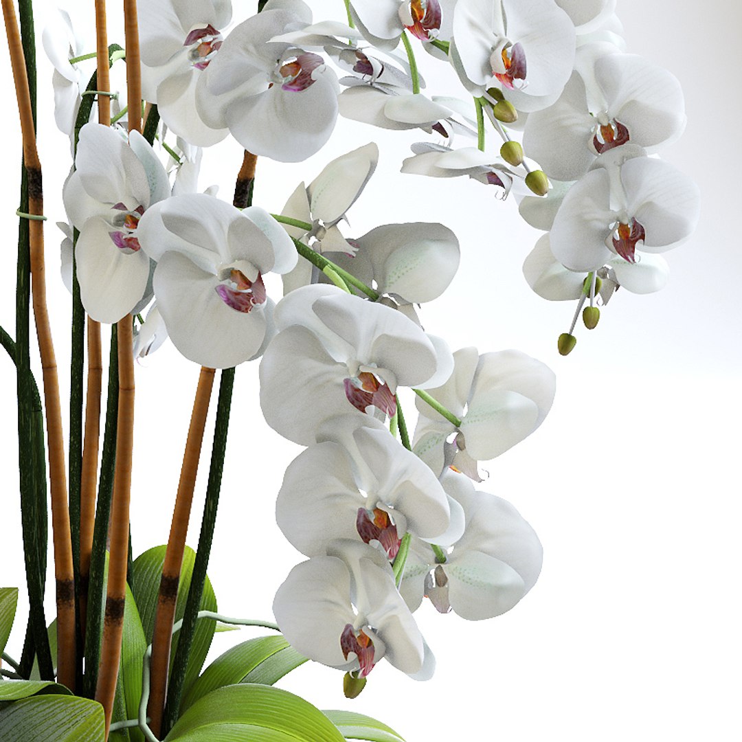 3d Obj Realistic Orchids