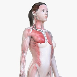 female body skeleton muscles 3D model