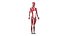 Corpo femminile, scheletro e muscoli (Low Poly)