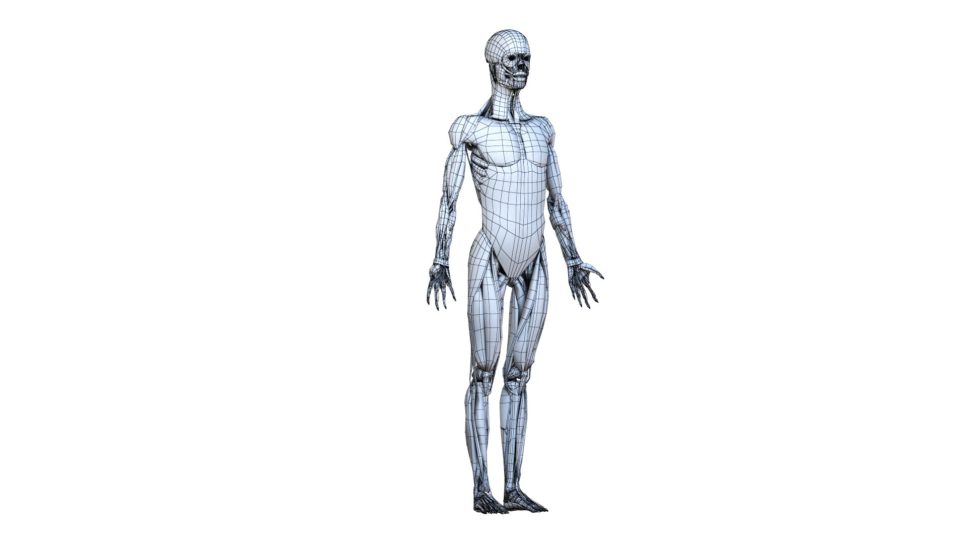 female body skeleton muscles 3D model https://p.turbosquid.com/ts-thumb/eX/YfOdnV/Gic6NTCf/ts_female_lowpoly_wire_muscle0001/jpg/1584387544/1920x1080/fit_q87/275195b8e69882df1199939d0668fe8ce8d984cc/ts_female_lowpoly_wire_muscle0001.jpg