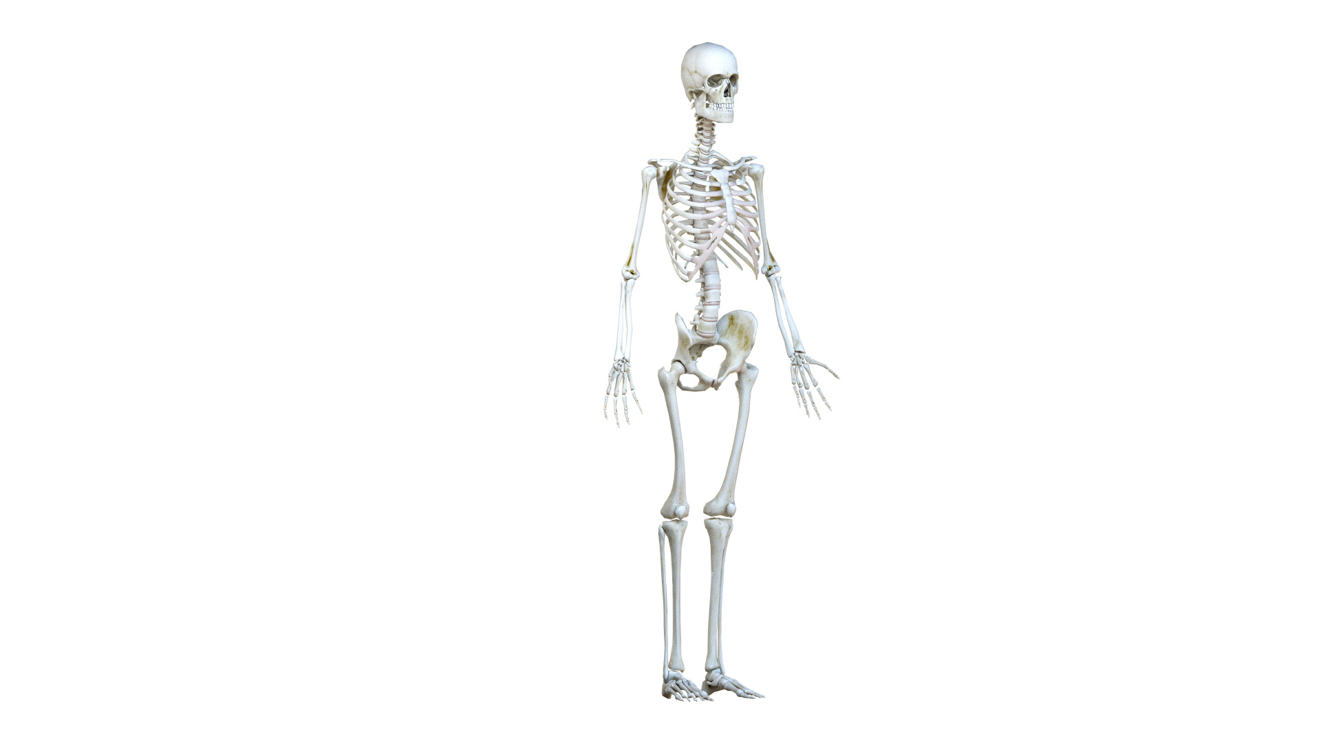 female body skeleton muscles 3D model https://p.turbosquid.com/ts-thumb/eX/YfOdnV/VB1gyBL1/ts_female_lowpoly_skel_turntable/jpg/1584386060/1920x1080/turn_fit_q99/705981092696475af5681b62c7b9ed3dccb8d8a0/ts_female_lowpoly_skel_turntable-1.jpg