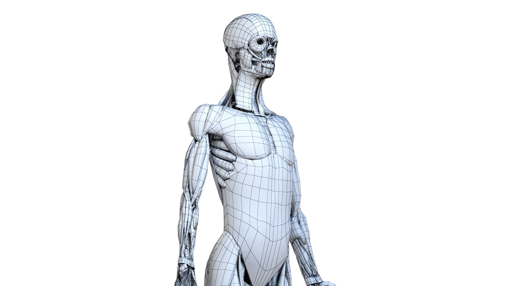 female body skeleton muscles 3D model https://p.turbosquid.com/ts-thumb/eX/YfOdnV/aN74qDCG/ts_female_lowpoly_wire_muscle0000/jpg/1584387544/1920x1080/fit_q87/3a553db0770353cf925dd35504048f8948f4863a/ts_female_lowpoly_wire_muscle0000.jpg