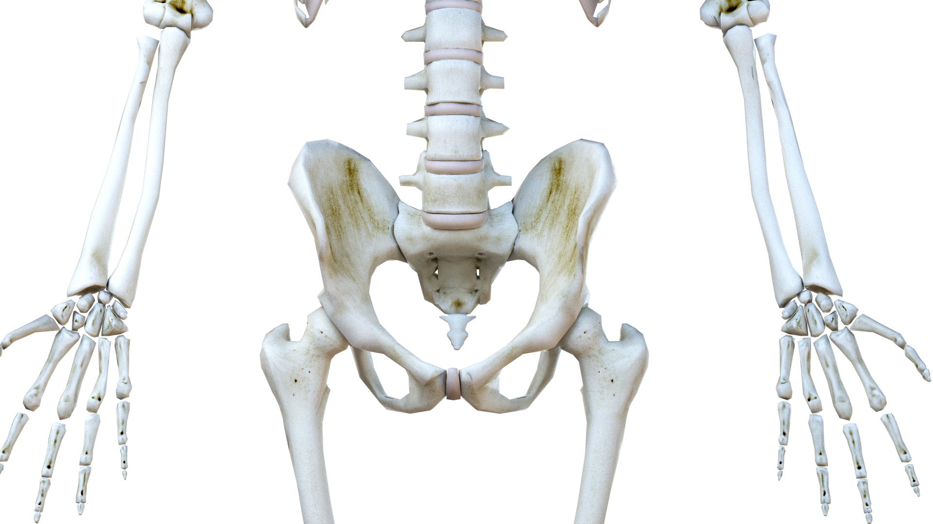 female body skeleton muscles 3D model https://p.turbosquid.com/ts-thumb/eX/YfOdnV/ynqmoesd/ts_female_lowpoly_skel0006/jpg/1584386166/1920x1080/fit_q87/e364197ba9b4dac44b1485fb1c9d404cc47111fb/ts_female_lowpoly_skel0006.jpg