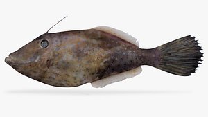 scrawled filefish 3D model