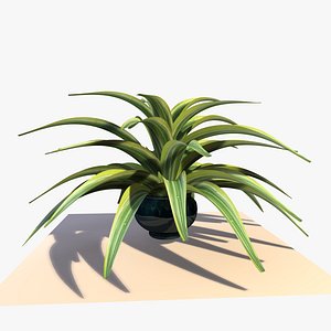 Dracaena Plant