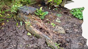 Rotted Tree Stump in the GARDEN model
