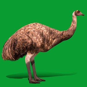 3D Emu Flightless Bird
