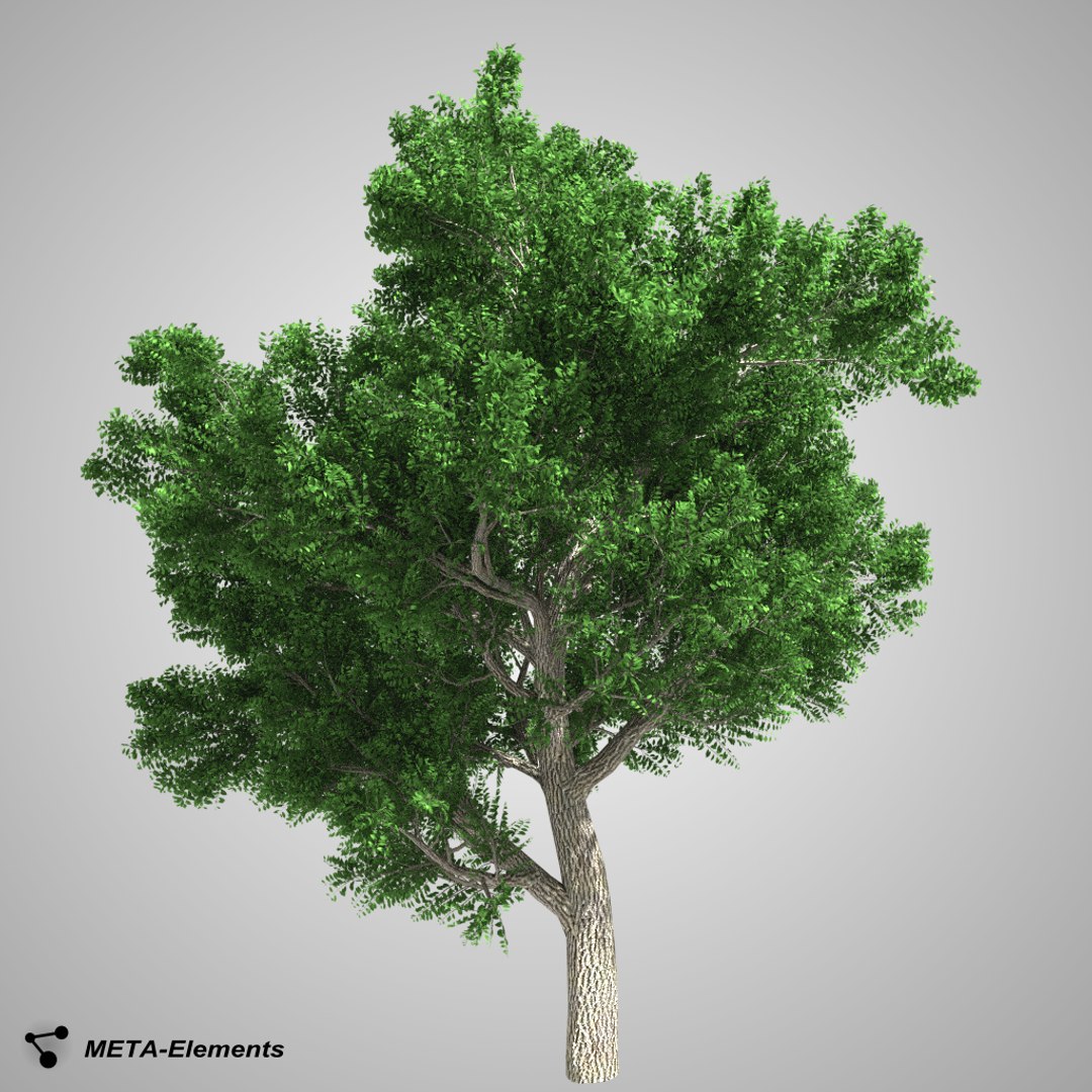 free obj model broadleaf tree leaves https://p.turbosquid.com/ts-thumb/eY/BWDAAI/CzL5PEqg/image01/png/1420641275/1920x1080/fit_q87/eaf64cea2468dcaa8ffec4a795573de1b163f663/image01.jpg