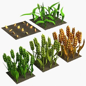 Barley cartoon stages of grow