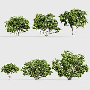Ficus carica Common fig 3D model