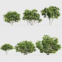 Ficus carica Common fig