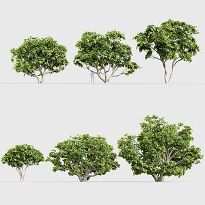 Ficus carica Common fig