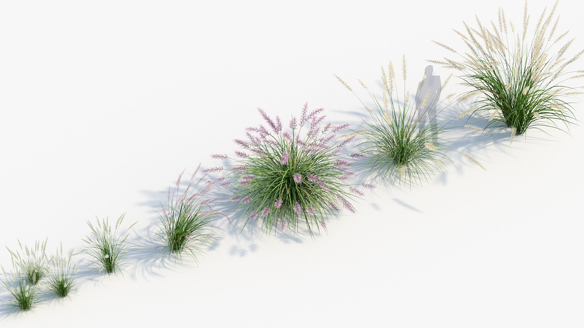 Pennisetum Orientale Oriental Fountain Grass 3D Model - TurboSquid 2080764