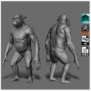 Chimpanzee