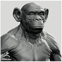 Chimpanzee