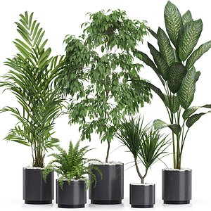 Plants collection 613