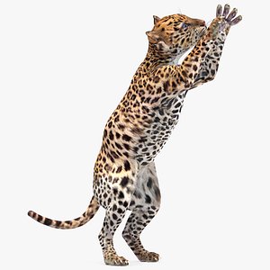 Leopard Cub Clawing Motion Animated Rigged 3D model