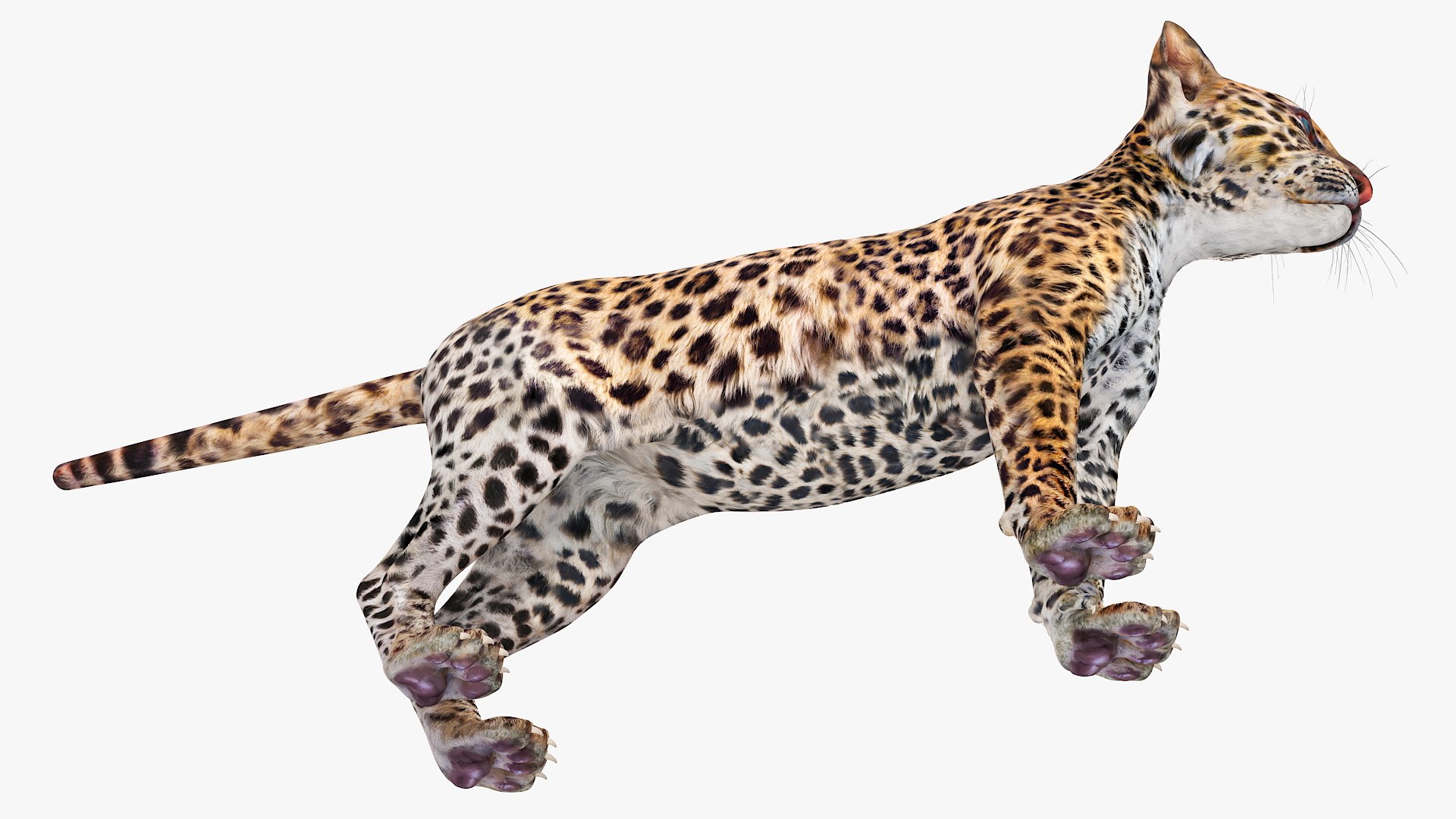 Leopard Cub Clawing Motion Animated Rigged 3D Model - TurboSquid 2406967