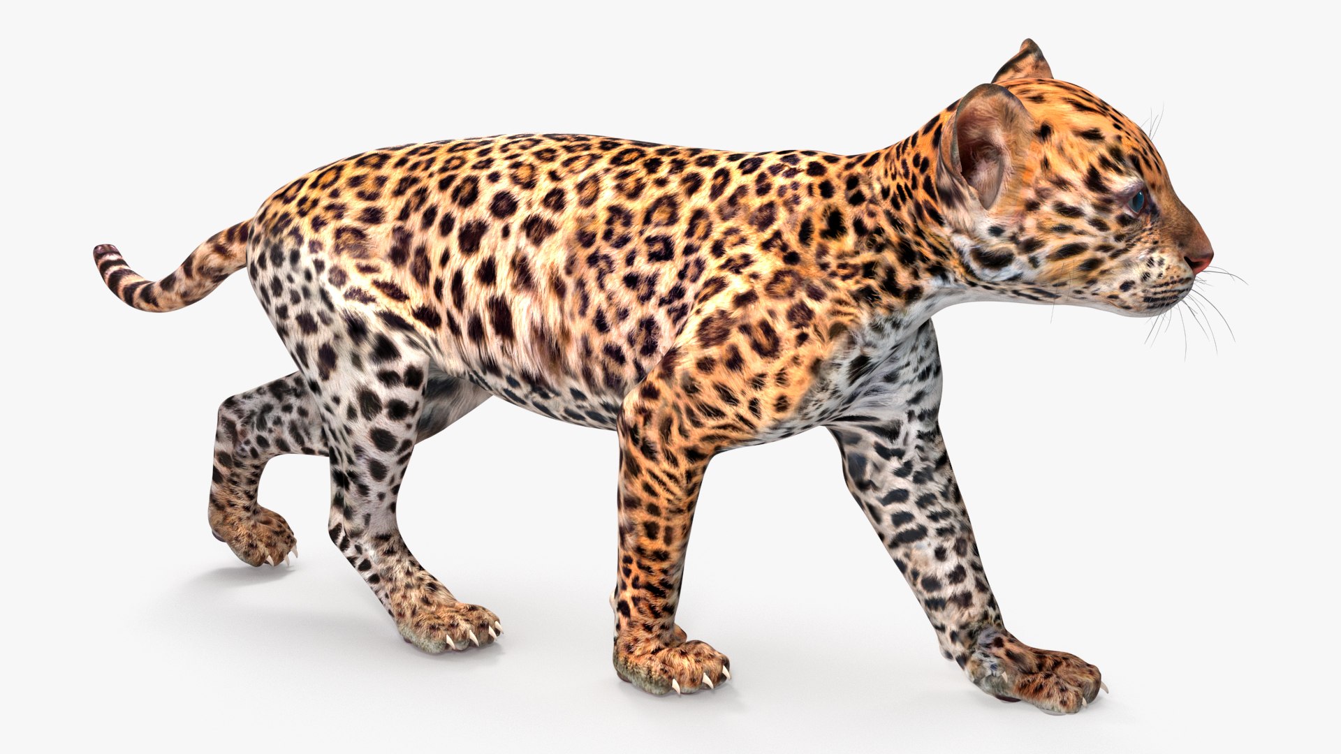Leopard Cub Clawing Motion Animated Rigged 3D Model - TurboSquid 2406967