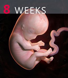 Human Embryo