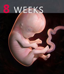 Human Embryo