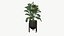 Plantas realistas
