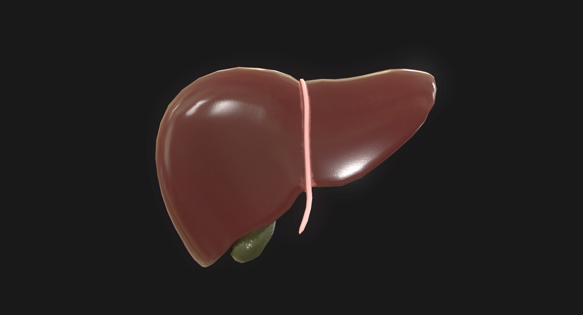 3D Model Human Liver - TurboSquid 1421462