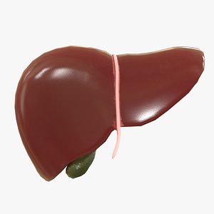 Human Liver