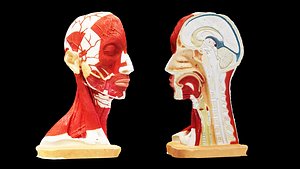 3D Human Head Muscles model