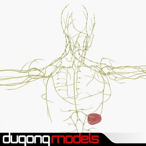 3ds max human lymphatic