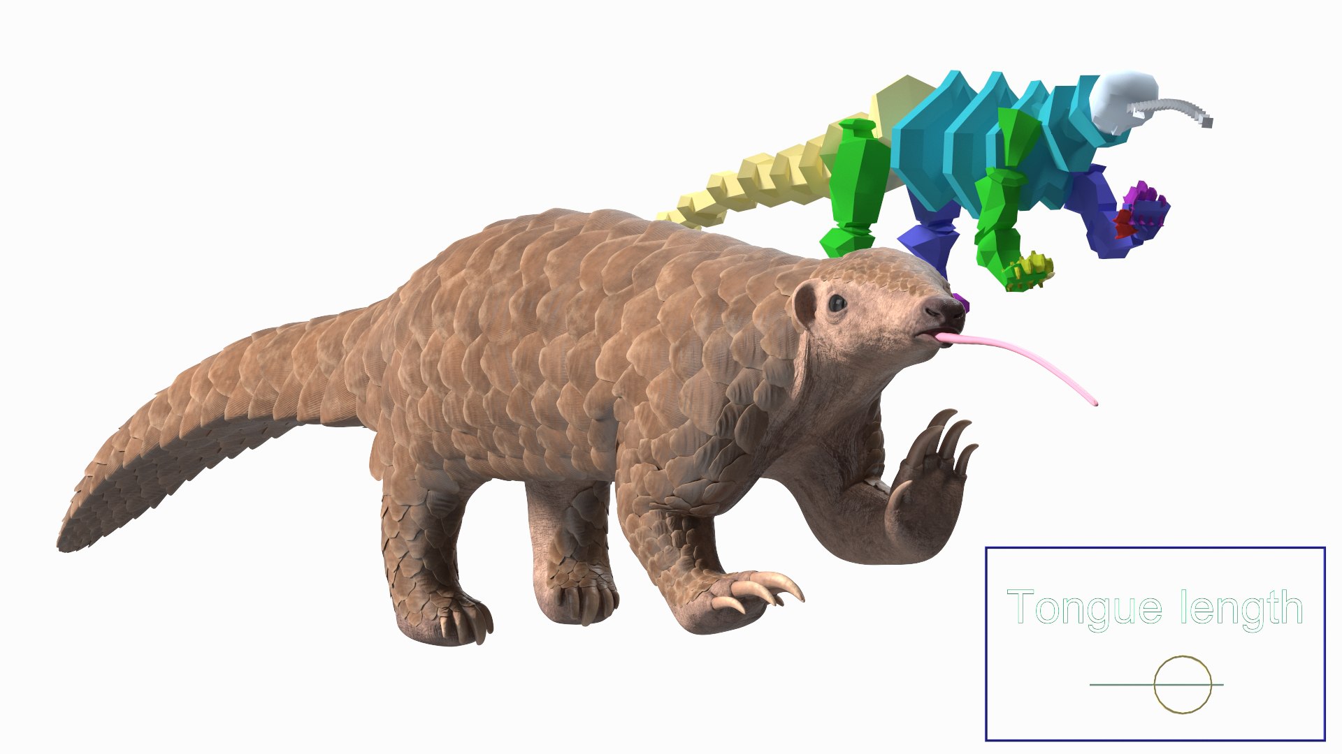 3D Pangolin Rigged - TurboSquid 2218392