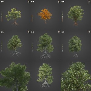 2021 PBR Chestnut Collection - Castanea Sativa