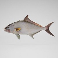 Amberjack