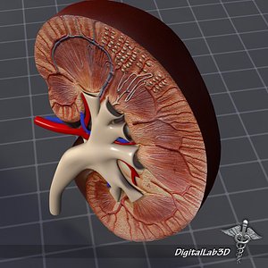 Kidney Anatomy
