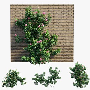 Rose plant set 74