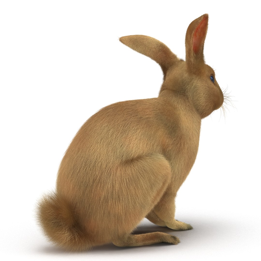 3d Rabbit Pose 3 Model
